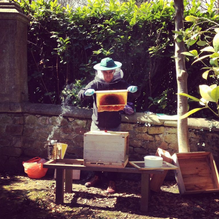 Bristol Beekeepers Apiary Receives Planning Approval