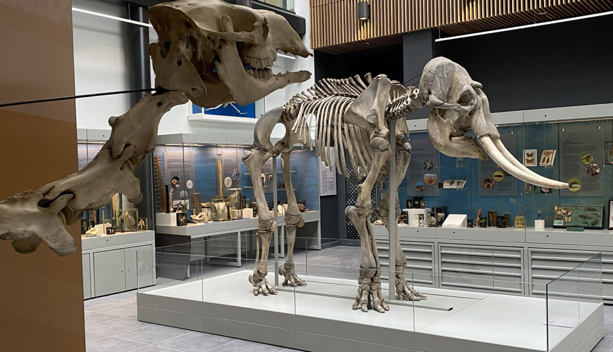 HLS University of Reading_Museum