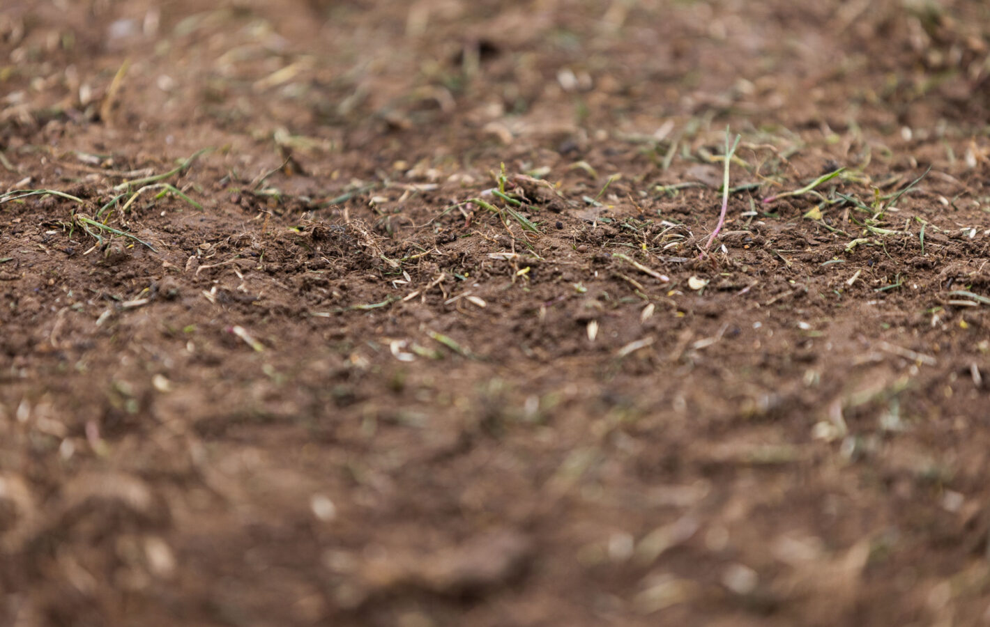 Wildflower Planting_LowRES_36