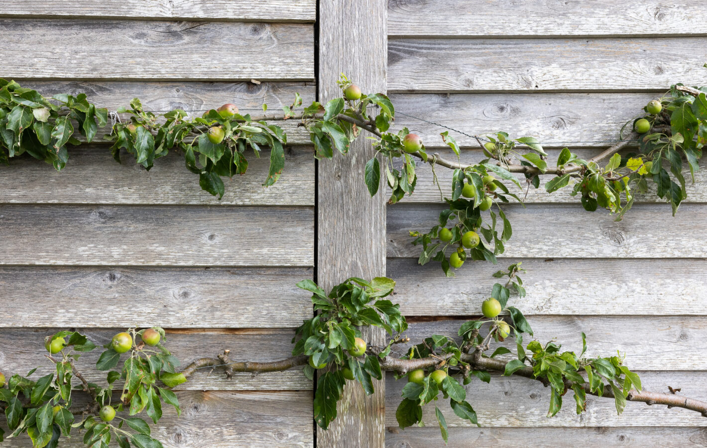 Great Bow Yard_LowRES_71