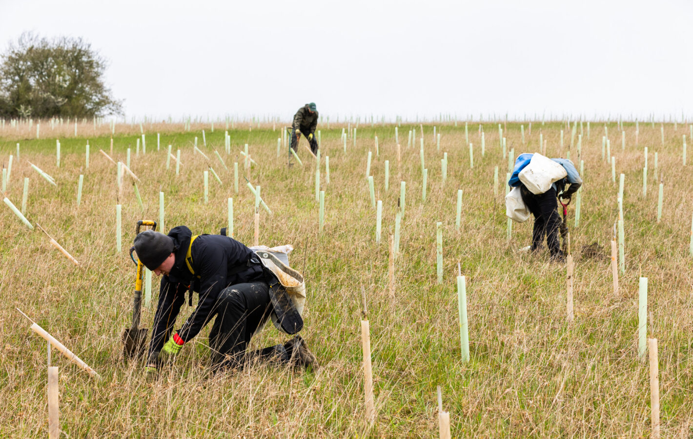 Tree Planting Dundry___260327_©Tom Bright_LowRES_ (97)