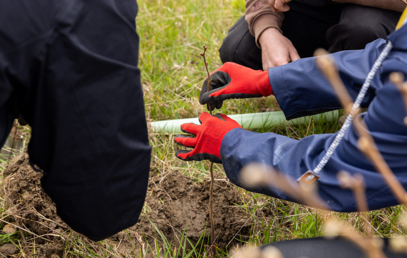 Tree Planting Dundry___260327_©Tom Bright_LowRES_ (14)